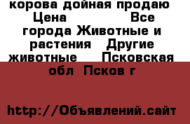 корова дойная продаю › Цена ­ 100 000 - Все города Животные и растения » Другие животные   . Псковская обл.,Псков г.